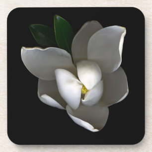Posavasos Flores   Flor de magnolia blanca única