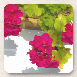 Posavasos Flores florales rosas HOt Geranium rosa