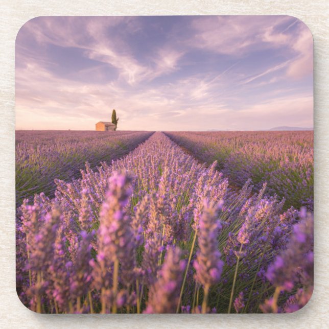 Posavasos Flores | Lavender Southern France (Frente)
