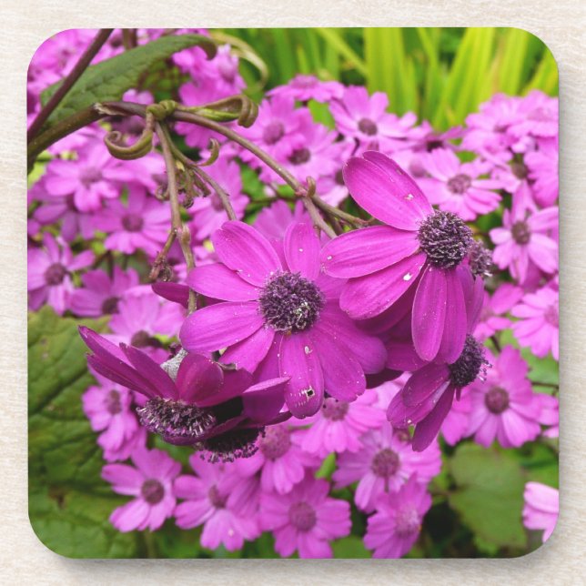 Posavasos Flores moradas de San Francisco (Frente)