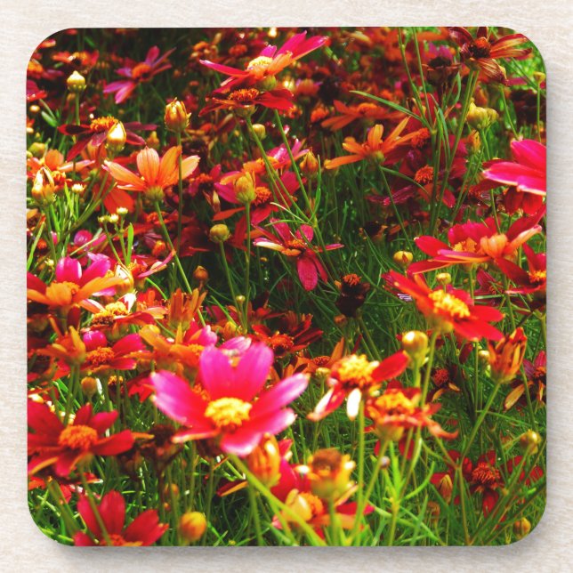 Posavasos Flores negras rosadas y amarillas Daisy Wild (Frente)