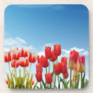 Posavasos Flores rojas de tulipanes-30247