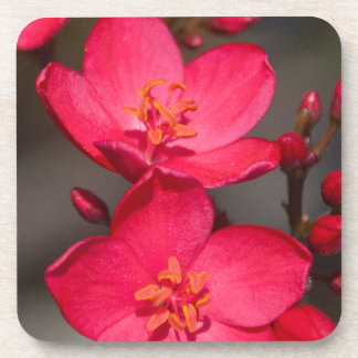 Posavasos Flores rojas y rosadas tropicales de Fiji