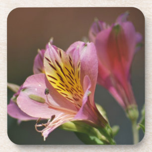 Posavasos Flores rosadas y significado del lirio del inca