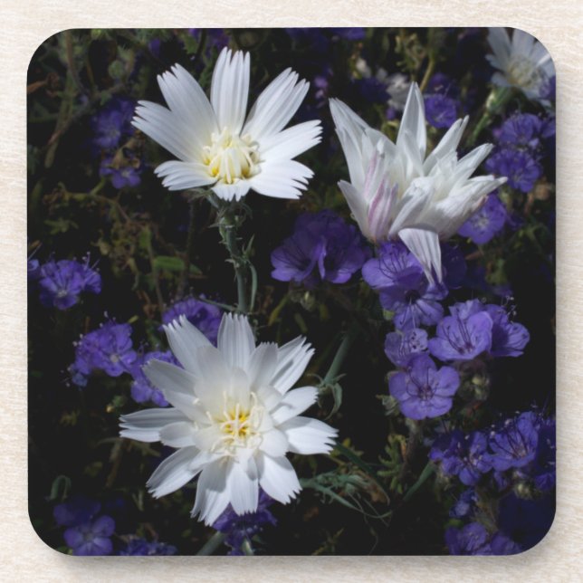 Posavasos Flores silvestres de achicoria y Phacelia (Frente)