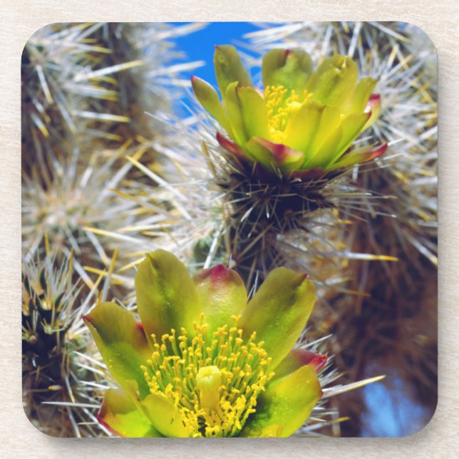Posavasos Flores silvestres de cactus Cholla de plata (Frente)
