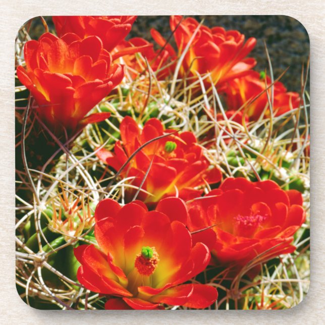 Posavasos Flores silvestres de cactus Copa de Clarete (Frente)