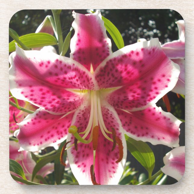 Posavasos Flores tropicales rosas lirios rosas florales rosa (Frente)