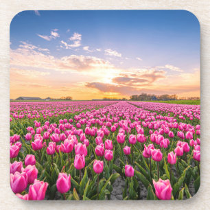 Posavasos Flores   Tulips, Holanda del Sur, Países Bajos