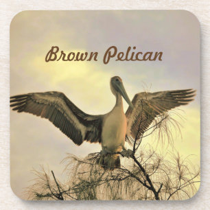 Posavasos Florida Brown Pelican en la montaña rusa