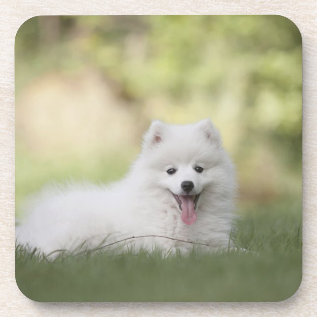 Posavasos Fluffy White Keeshond Puppy (Frente)