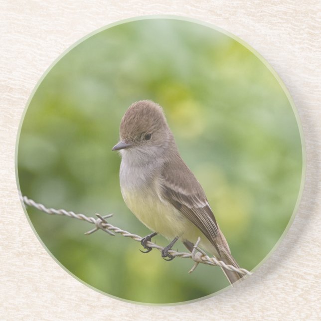 Posavasos Flycatcher (Frente)