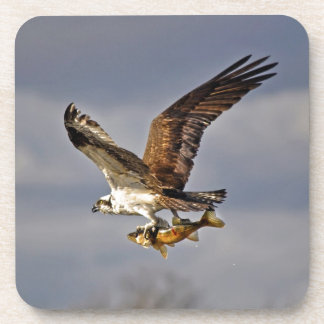 Posavasos Flying Osprey con Walleye Fish HDR Foto