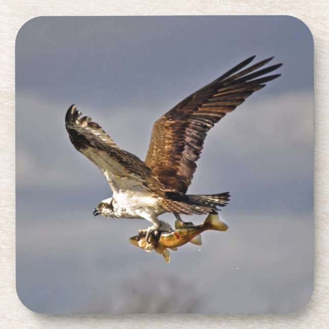 Posavasos Flying Osprey con Walleye Fish HDR Foto (Frente)