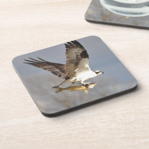 Posavasos Flying Osprey con Walleye Fish HDR Foto