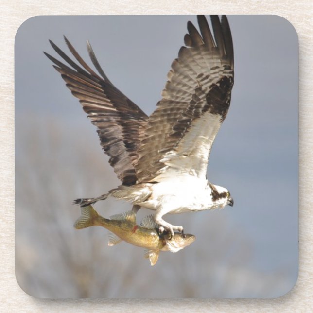 Posavasos Flying Osprey con Walleye Fish HDR Foto (Frente)