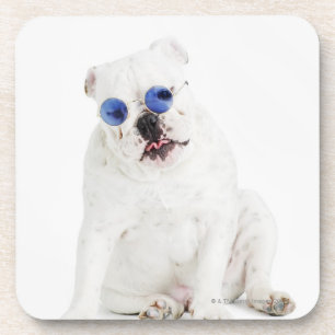 Posavasos fondo blanco, bulldog blanco, azul teñido