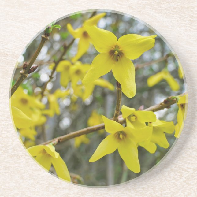 Posavasos Forsythia en primavera (Frente)