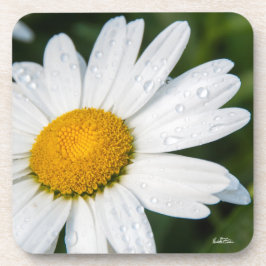 Posavasos fota margarita con el rocío de la mañana