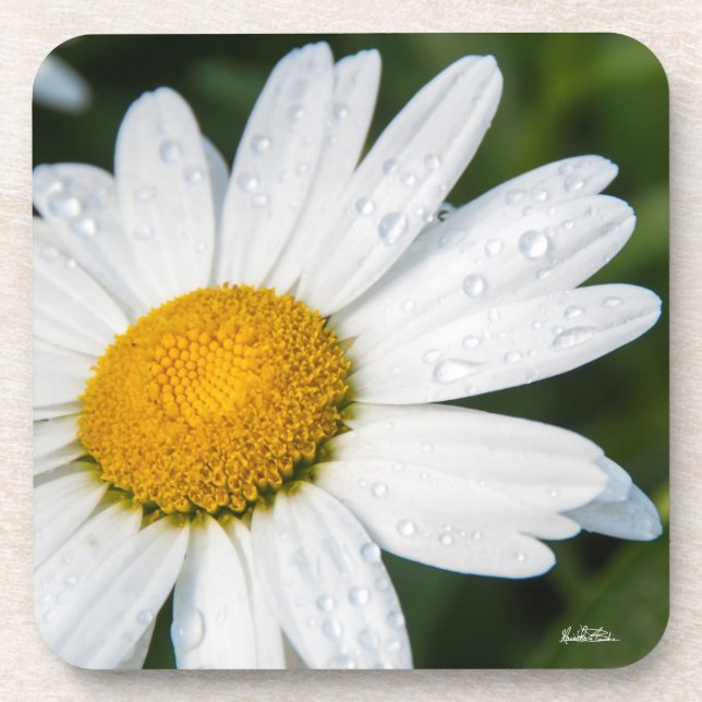 Posavasos fota margarita con el rocío de la mañana (Frente)