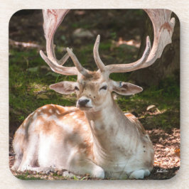 Posavasos foto ciervo bajo las maderas