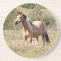 Foto de caballo Tobiano Buckskin posando en el pra