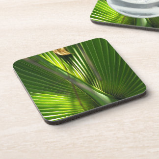 Posavasos Foto de primer plano de Saw Palmetto