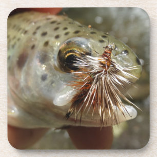 Posavasos Foto de Rainbow Trout