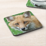 Posavasos Foto de vida salvaje de Bright Eyed Red Fox<br><div class="desc">¡Para los amantes de la naturaleza y la vida salvaje! Proteja su mobiliario de las marcas de vidrio y manchas con este conjunto de 6,  respaldados por corcho,  galletas de bebidas que presentan la imagen de una zorra roja linda y de ojos brillantes.</div>