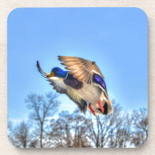Posavasos Foto de vida silvestre de Drake con pato mallard v
