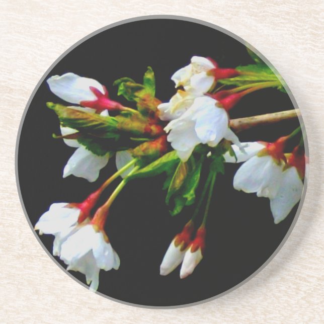 Posavasos Foto de White Cherry Blossom (Frente)