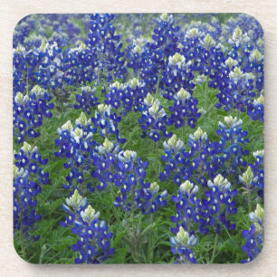 Posavasos Foto del campo de los Bluebonnets de Tejas