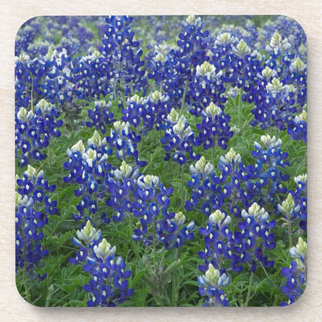 Posavasos Foto del campo de los Bluebonnets de Tejas (Frente)