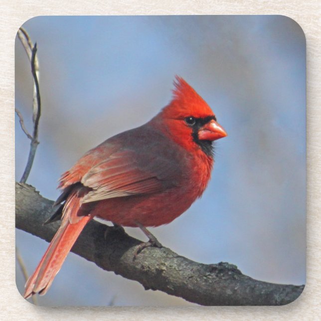 Posavasos Foto del Cardenal Rojo bonito (Frente)