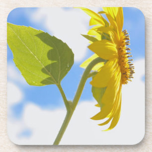 Posavasos Foto del cielo de girasol