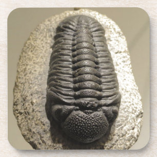 Posavasos Foto hermosa del fósil del trilobite de Phacops
