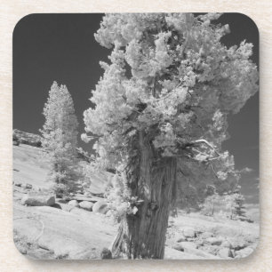 Posavasos Foto infrarroja en el lado este del Yosemite Natio