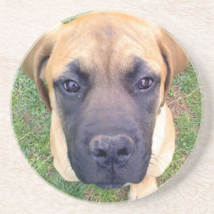 Posavasos Foto inglesa linda del primer del perrito del