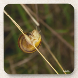 Posavasos foto insecto en cáscara