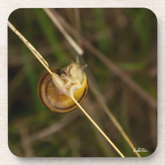 Posavasos foto insecto en cáscara (Frente)