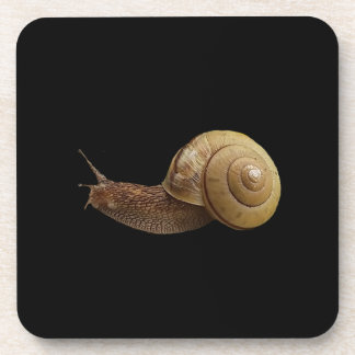 Posavasos foto real de caracol
