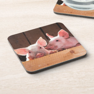 Posavasos Fotografía animal de lechones rosados