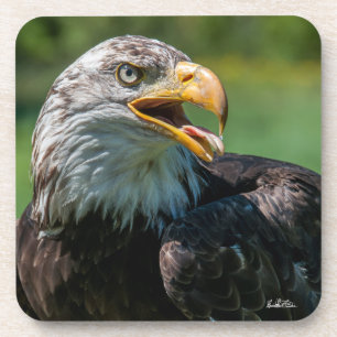 Posavasos fotografía de águila