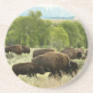Posavasos Fotografía de animales de la naturaleza de Wyoming