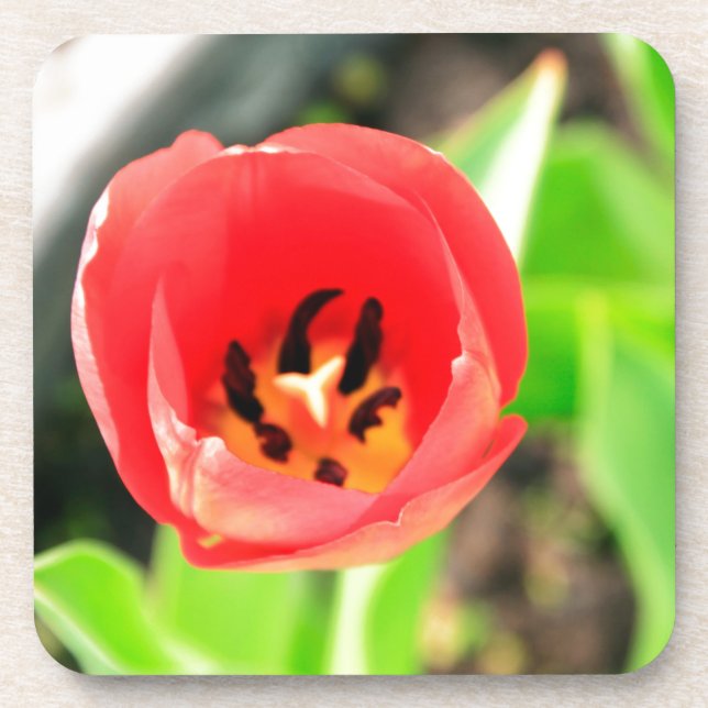 Posavasos Fotografía de Flor de Tulipán Rojo (Frente)