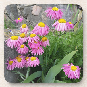 Posavasos Fotografía de la naturaleza de las flores de marga