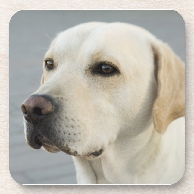 Posavasos Fotografía de oro del labrador retriever (Frente)