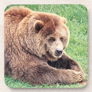 Posavasos Fotografía de oso pardo adorable