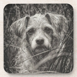 Posavasos Fotografía de retrato blanco y negro de cachorro s