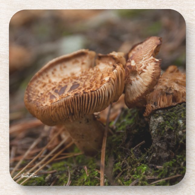 Posavasos fotografía de setas (Frente)